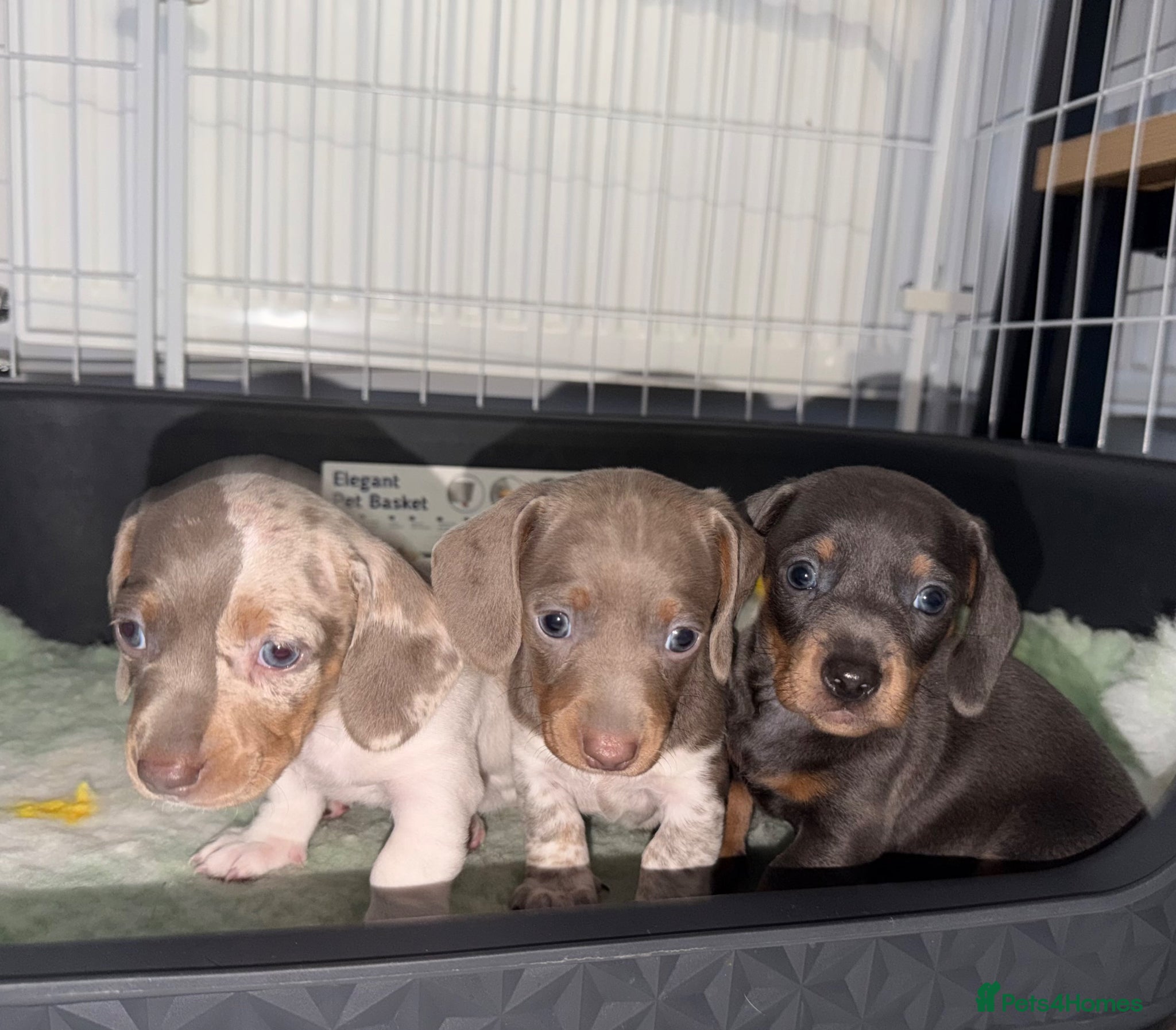 Dachshund dogs ✨🐾 Dachshund Puppies 🐾✨ - Advert 17