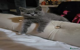 British Shorthair cats for sale: Pure Grey British short hair kittens  - Image 2
