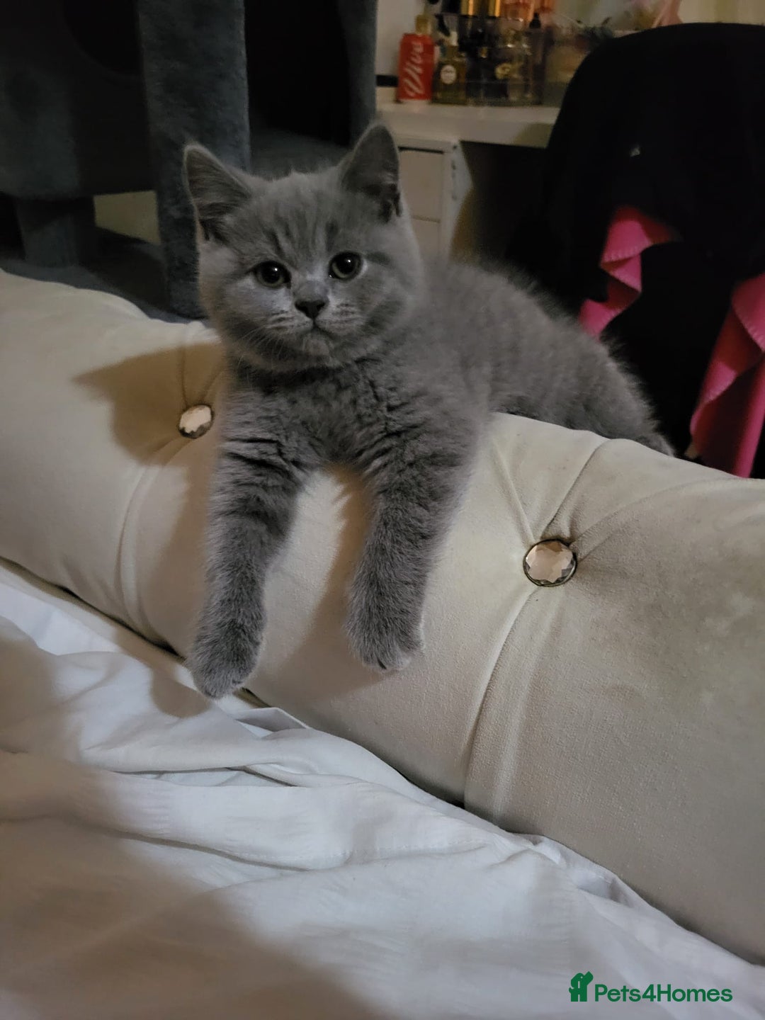 British Shorthair cats for sale: Pure Grey British short hair kittens  - Image 2