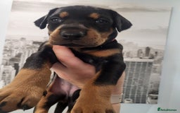 Dobermann dogs for sale: 🥇European Champion Line Dobermann puppies 🐶 🏆  - Advert 1