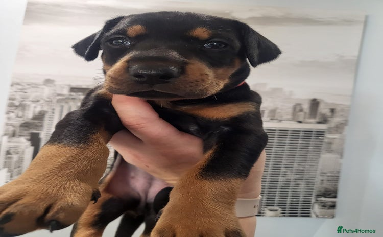 Dobermann dogs 🥇European Champion Line Dobermann puppies 🐶 🏆  - Advert 7