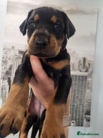 Dobermann dogs 🥇European Champion Line Dobermann puppies 🐶 🏆 - Advert 3