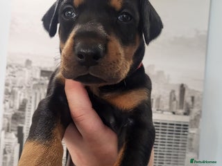 Dobermann dogs 🥇European Champion Line Dobermann puppies 🐶 🏆 - Advert 3