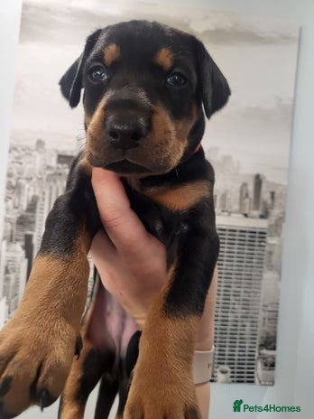 Dobermann dogs 🥇European Champion Line Dobermann puppies 🐶 🏆 - Advert 1