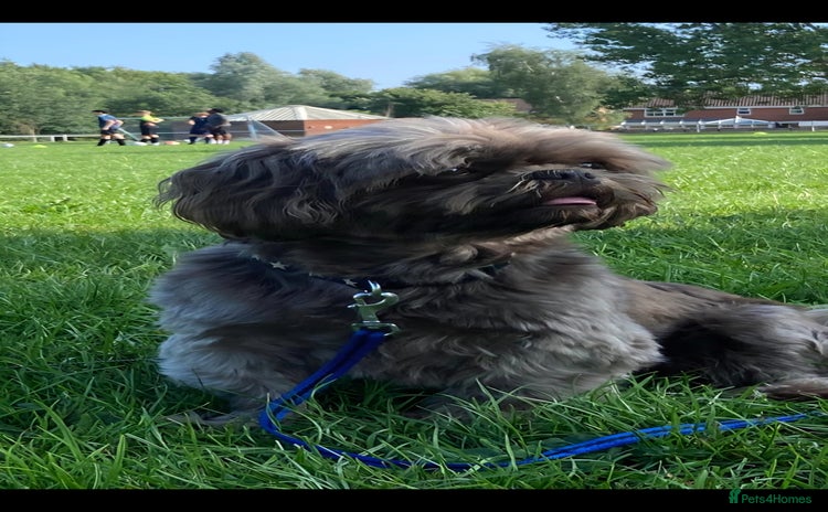 Shih Tzu dogs in Derby - Advert 9