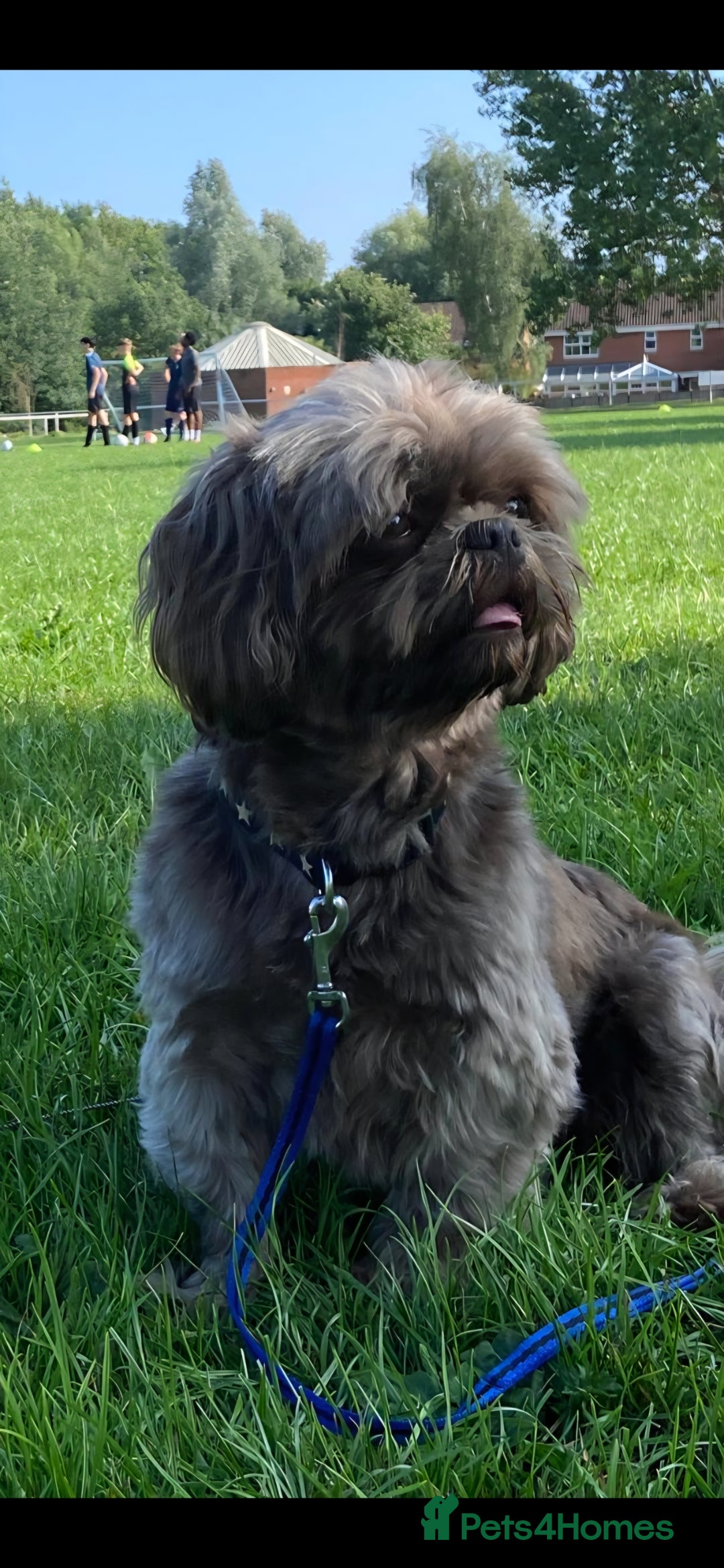Shih Tzu dogs for stud: KC Karashishi Imperial Chocolate/Lavender Stud in Derby - Image 4