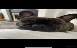 French Bulldog dogs for sale: New Home for Betty & Hugo - Image 3