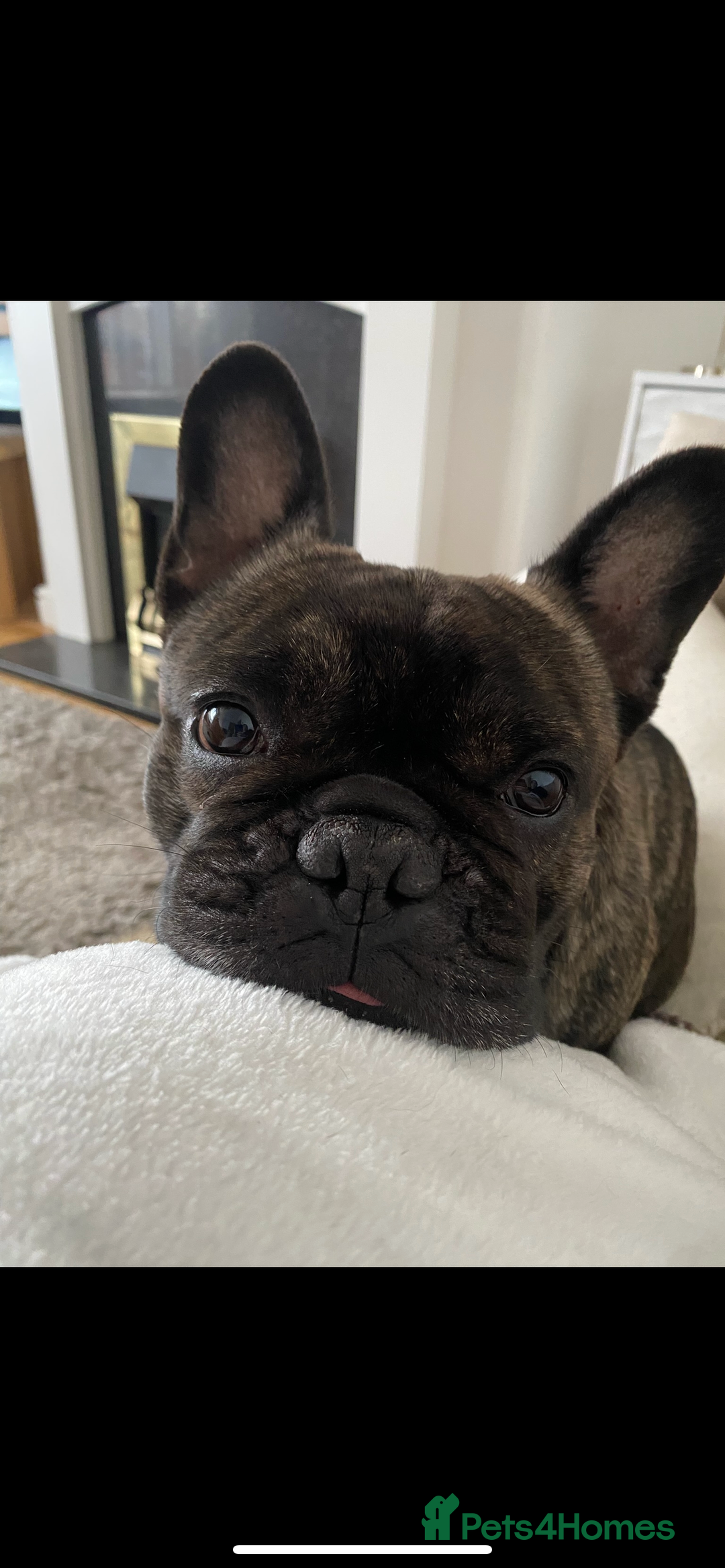 French Bulldog dogs for sale: New Home for Betty & Hugo - Image 3
