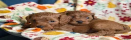Cavapoo dogs for sale: F2B Home reared Cavapoo Puppies in Maldon - Advert 10