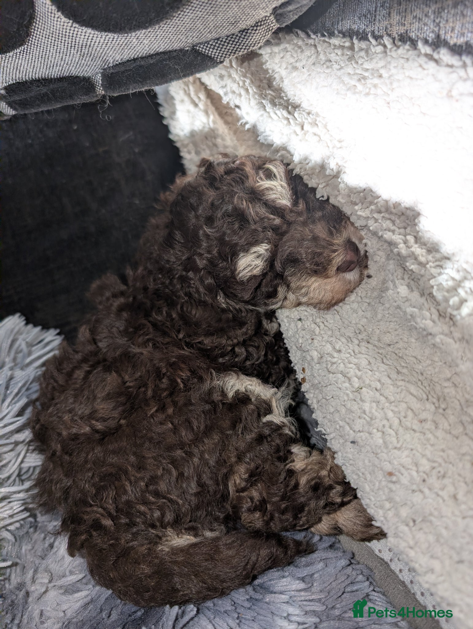 Labradoodle dogs 🐾Stunning adorable F1BB Mini Labradoodle Pups🐾  - Advert 2