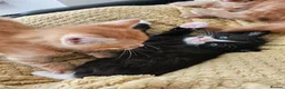 British Longhair cats for sale: Longhaired and shorthaired ginger, black, b & w - Advert 19