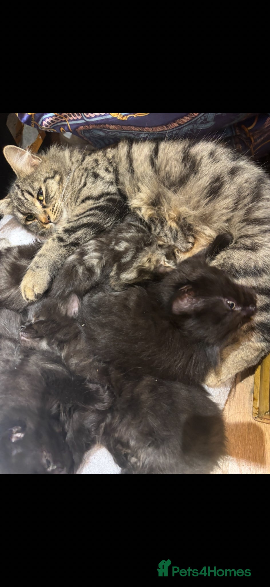 Norwegian Forest Cat cats Adorable Norwegian forest kittens ready to leave  - Advert 2