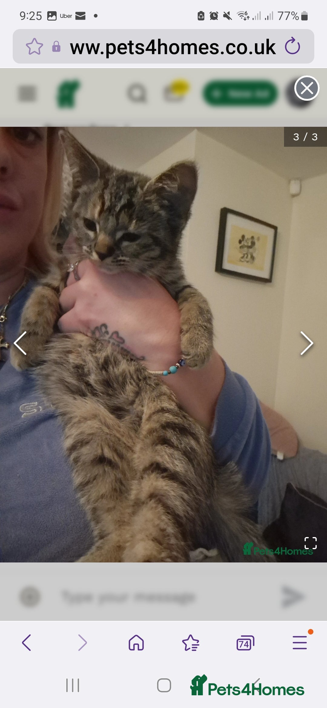 Ragdoll cats for sale: Ragdoll cross - Image 5