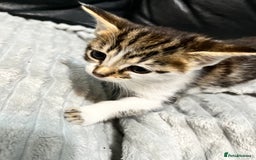Mixed Breed cats for sale: 🐾 *£30*REDUCED* Kittens for Loving Homes 🐾 - Image 9