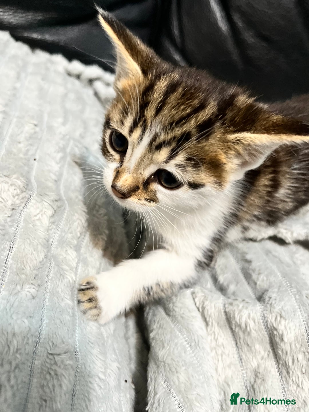 Mixed Breed cats for sale: 🐾 *£30*REDUCED* Kittens for Loving Homes 🐾 - Image 9