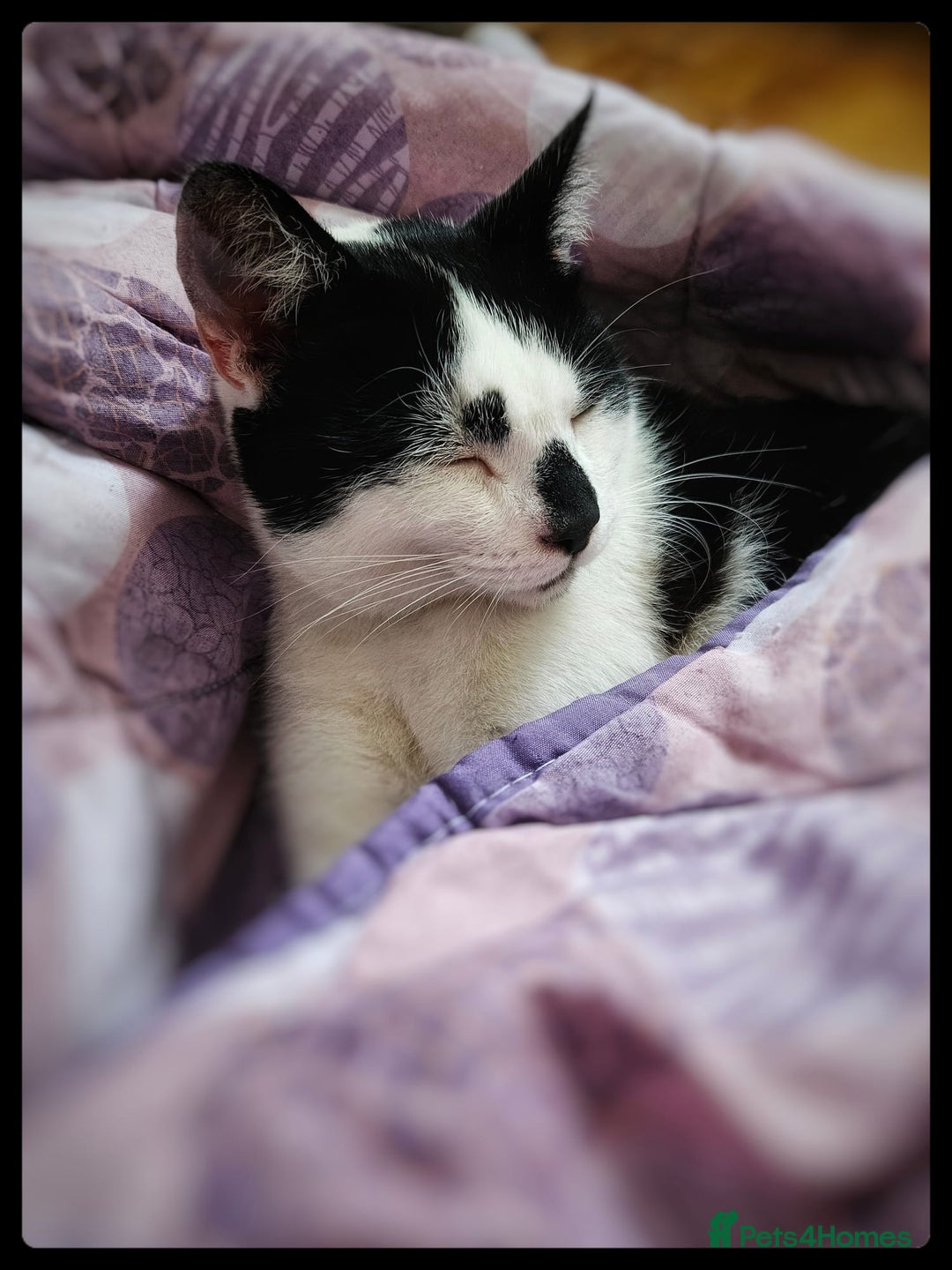Mixed Breed cats for sale: Abandoned soul,looking for a home!♡ - Image 2