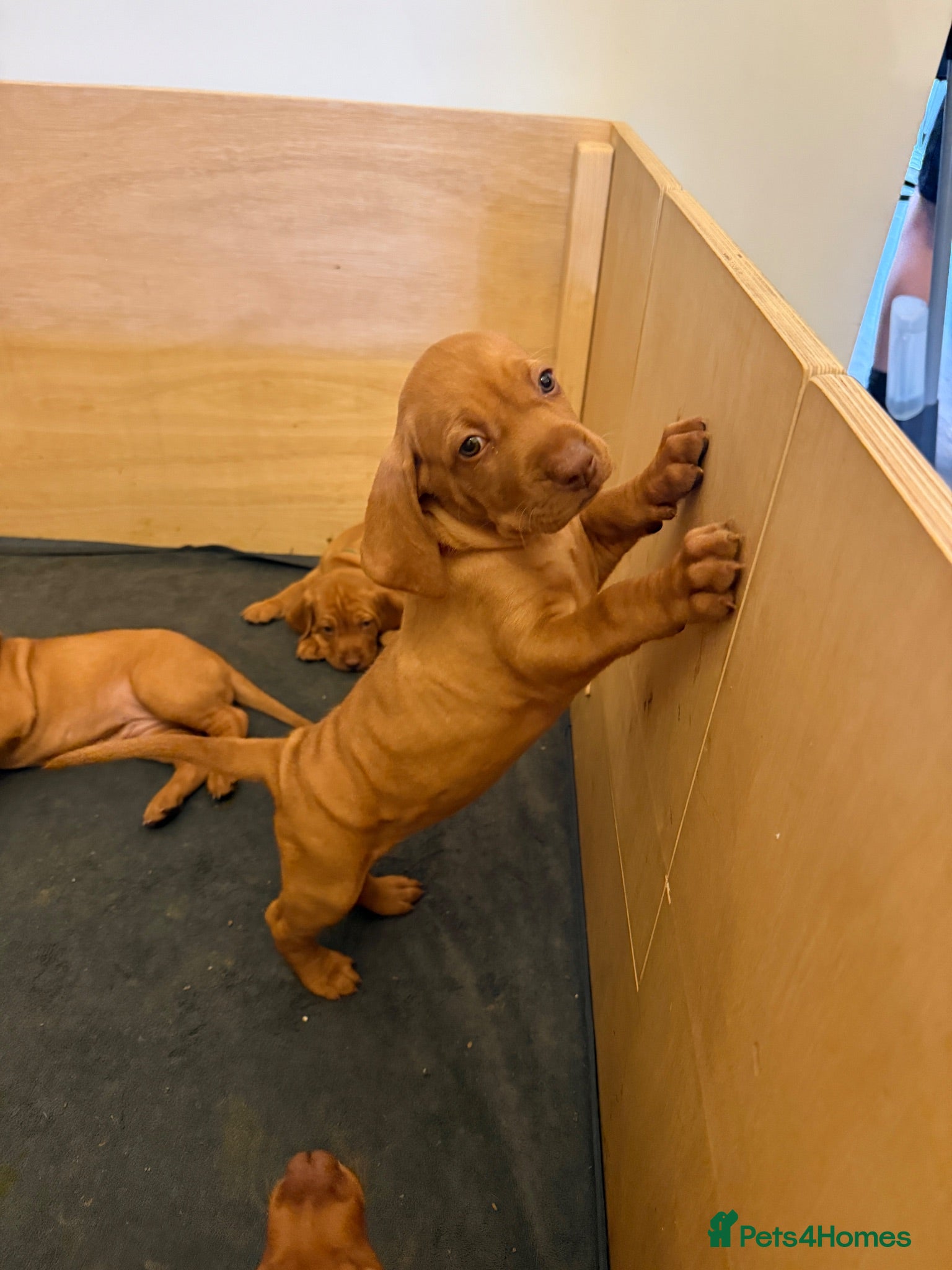 Hungarian Vizsla dogs Adorable KC Hungarian Vizsla Pups - Advert 2