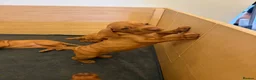 Hungarian Vizsla dogs for sale: Ready Now KC Hungarian Vizsla Puppies - Advert 6