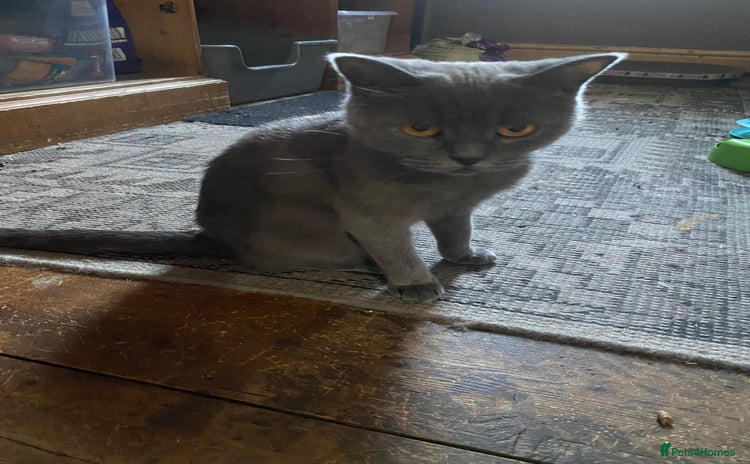 British Shorthair cats - Advert 10
