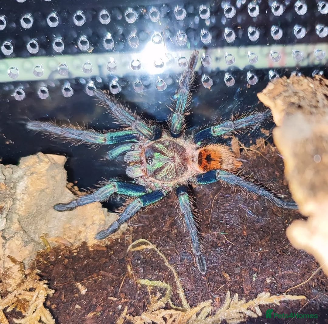 Tarantulas invertebrates for sale: TARANTULAS for SALE - setups included! - Image 1