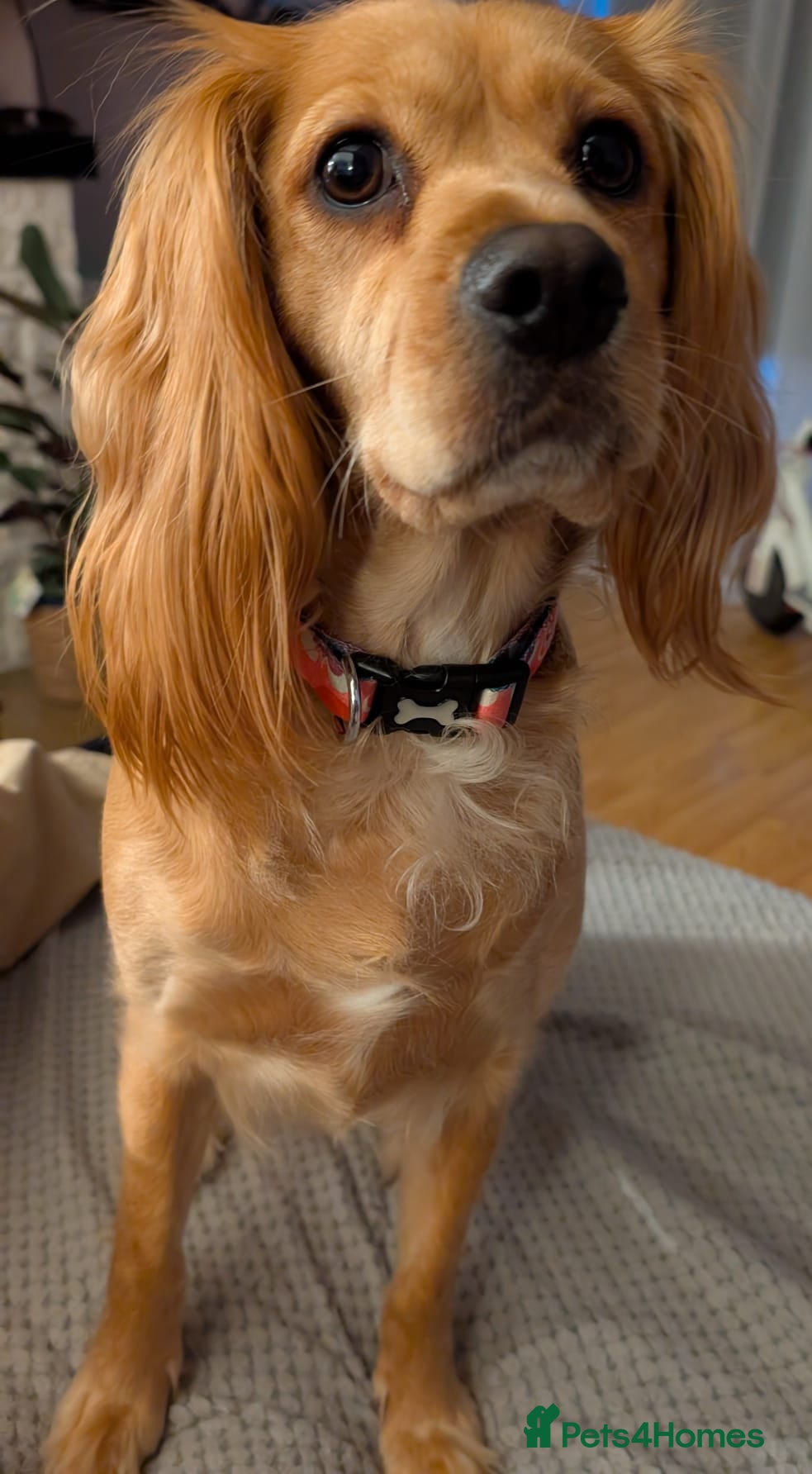 Cavalier King Charles Spaniel dogs for sale: Cavalier King Charles Stunning Puppies! in Aldershot - Advert 3