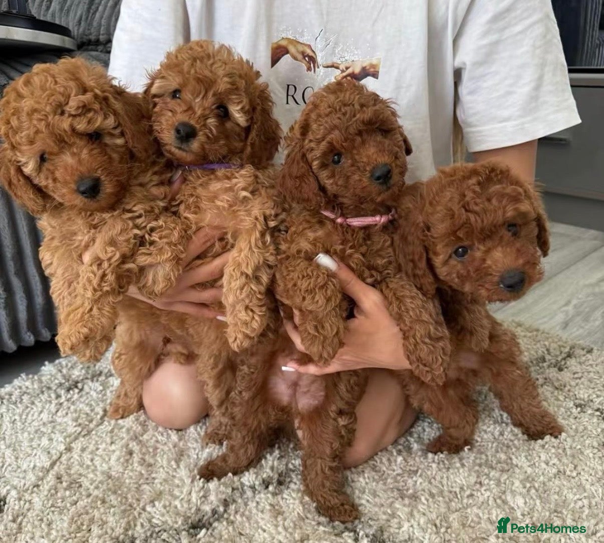 Miniature Poodle dogs Beautiful Miniature Poodle Puppies 🐾 - Advert 1