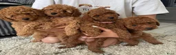 Miniature Poodle dogs for sale: Beautiful Miniature Poodle Puppies 🐾 - Advert 1