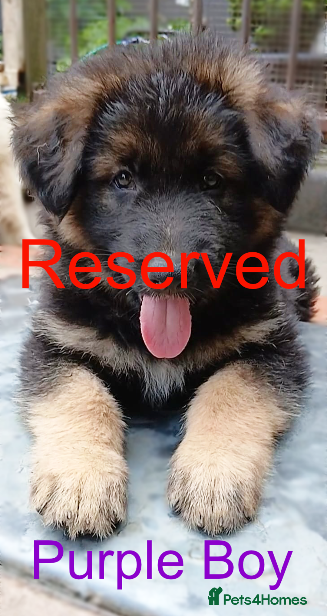 German Shepherd dogs for sale: Available Now! Last 2 German Shepherds Puppies - Image 10