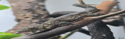 Gecko reptiles for sale: Breeding Trio chameleon gecko - Advert 4