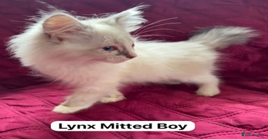 Ragdoll cats - Advert 7