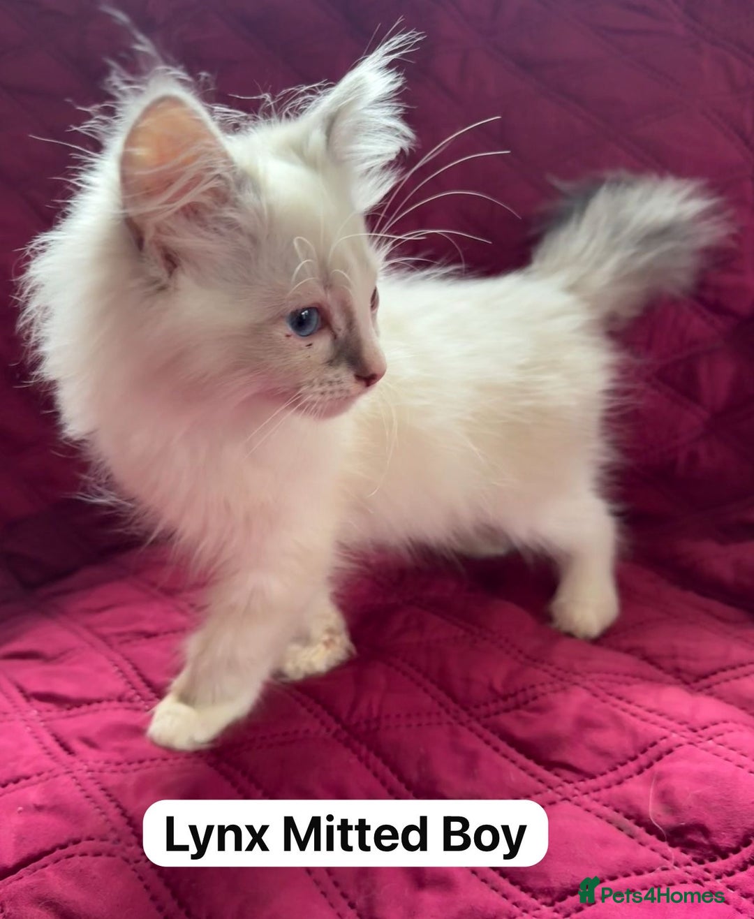 Ragdoll cats for sale: GCCF Championship Ragdoll Kittens - Image 4