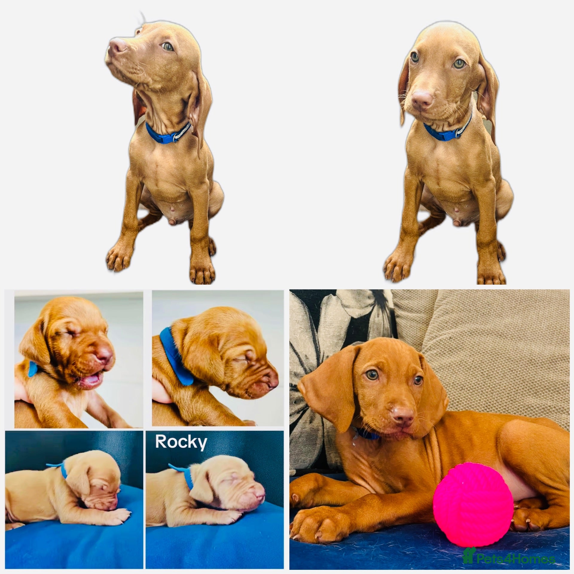 Hungarian Vizsla dogs 1 x KC registered Hungarian vizsla puppy £1600 - Advert 2