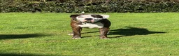 Mastiff dogs for stud: Beautiful stud dog available  in Weymouth - Advert 3