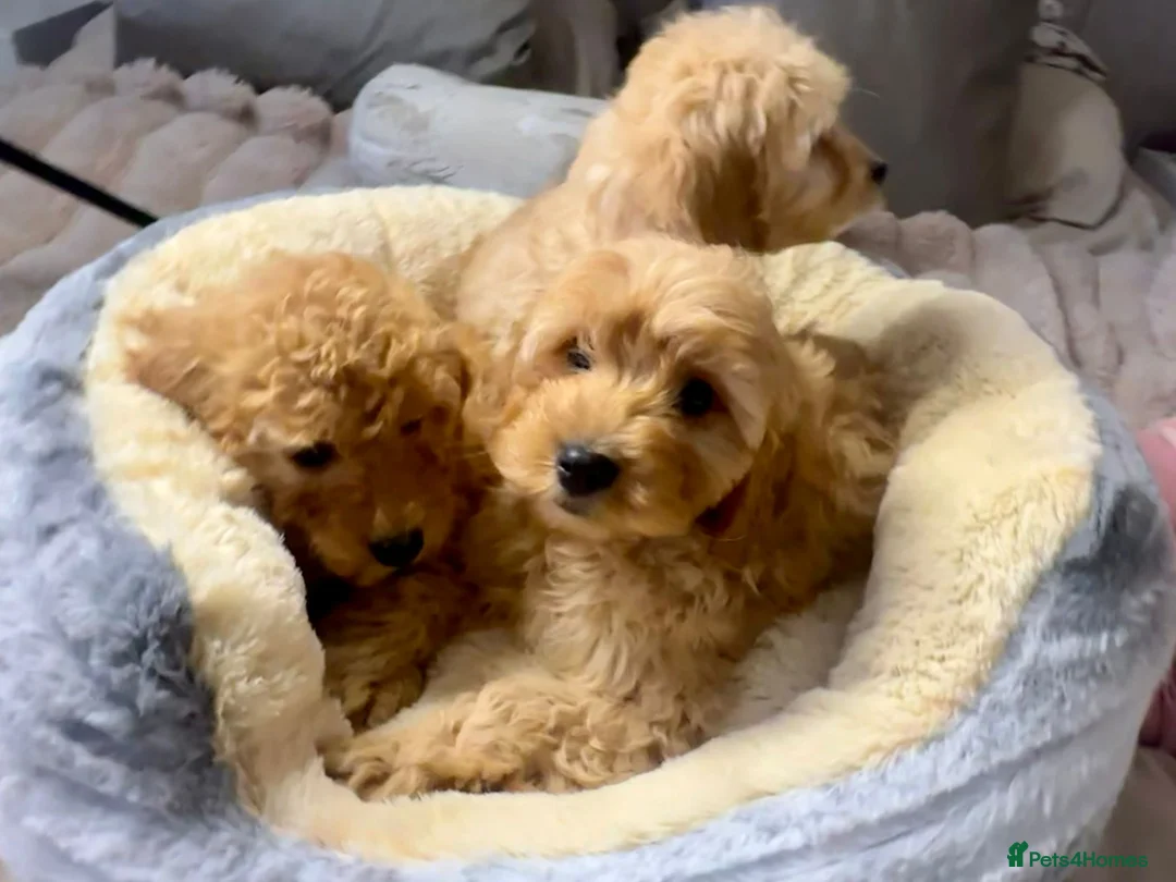 Cavapoo dogs for sale: Cavapoo puppies  - Advert 3