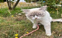 Ragdoll cats for sale: Beautiful 7 month Ragdoll - Image 2