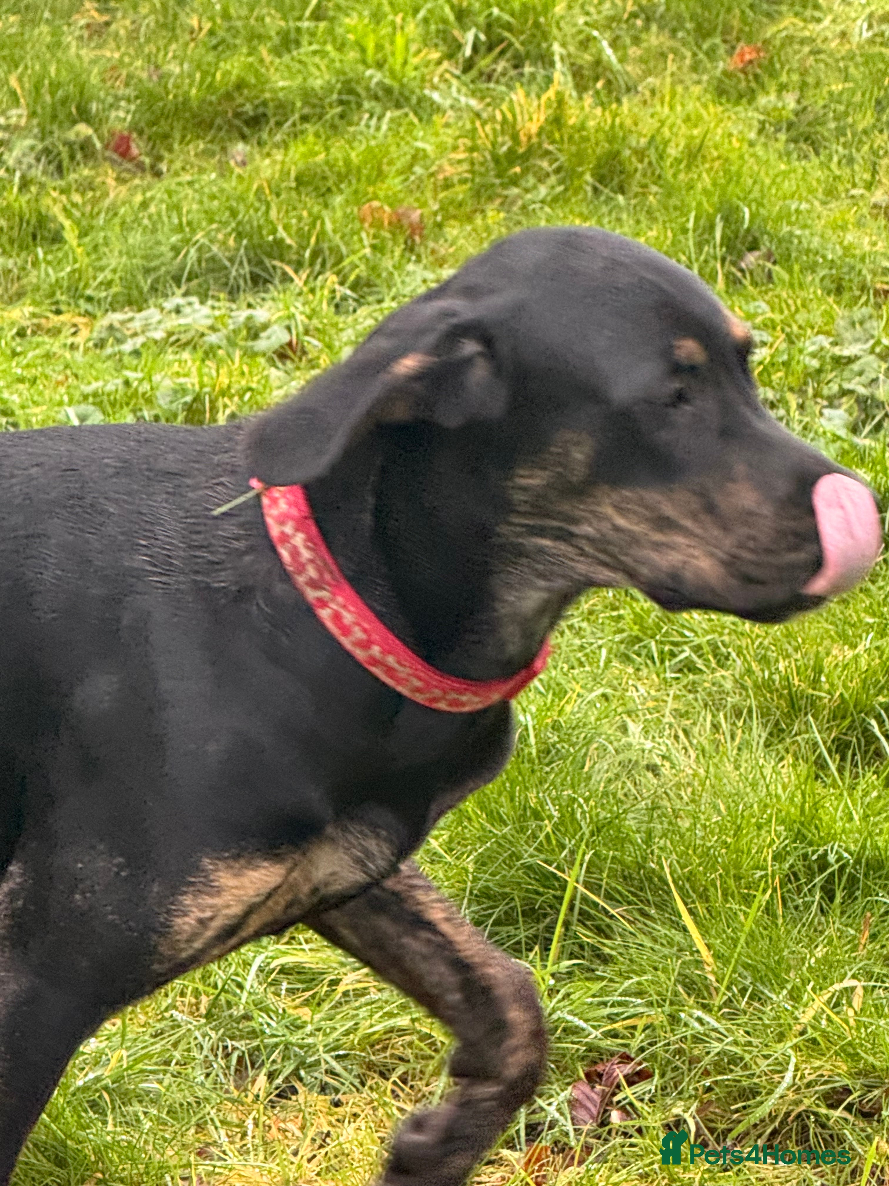 Mixed Breed dogs Great Dane cross by Golden Retriever  - Advert 9