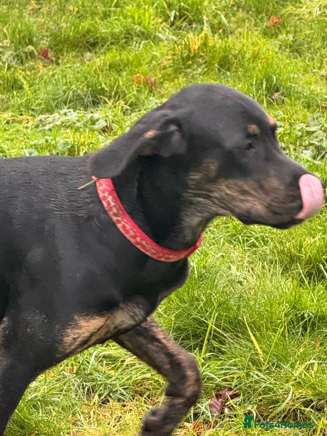 Mixed Breed dogs for sale: Golden Retriever/Great Dane Cross - Advert 2