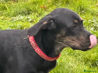 Mixed Breed dogs Great Dane cross by Golden Retriever - Advert 9