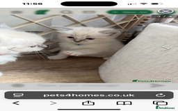 Ragdoll cats for sale: Ragdolls kittens x 3 - Image 10