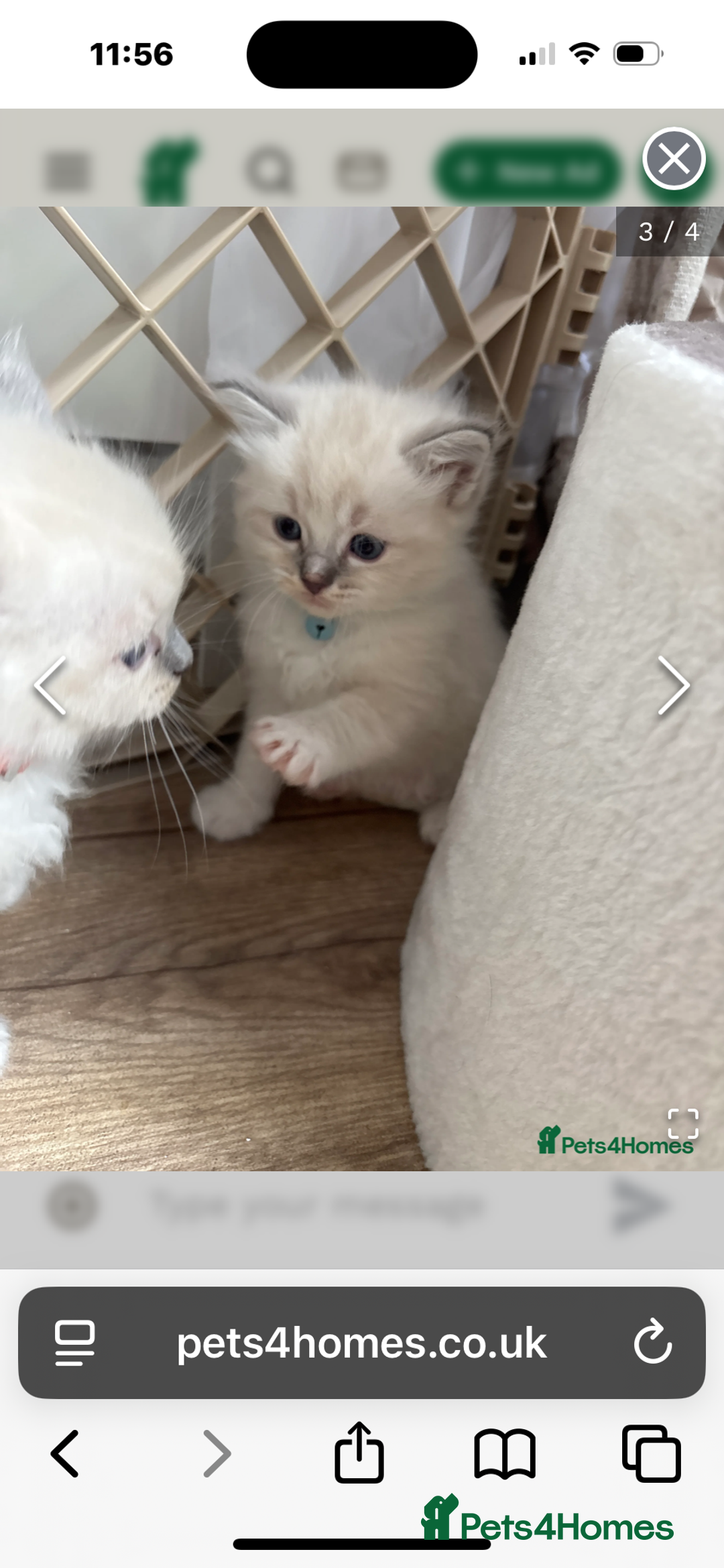 Ragdoll cats for sale: Ragdolls kittens x 3 - Image 10