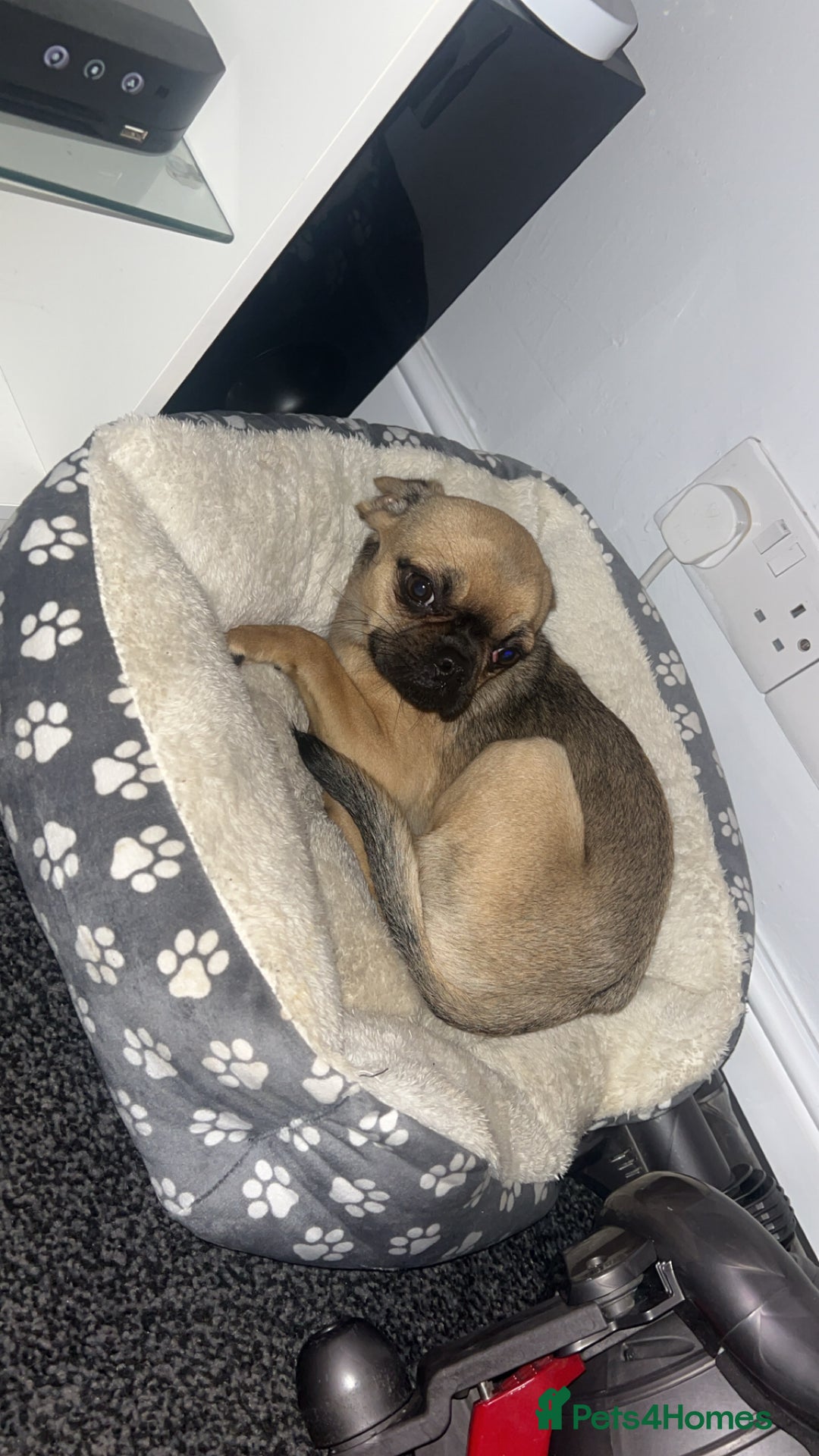 Mixed Breed dogs for sale: Chihuahua cross Frenchie - Image 1