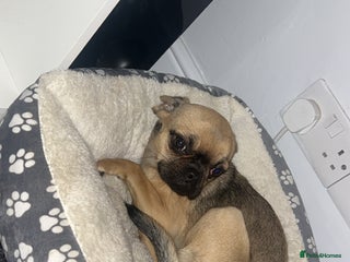 Mixed Breed dogs - Advert 1