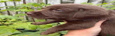Labrador Retriever 4