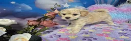Maltipoo dogs for sale: Stunning Toy F1 Apricot & Cream maltipoo's - Advert 20