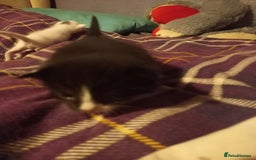 Bengal cats for sale: 7 week old kittens  - Image 3