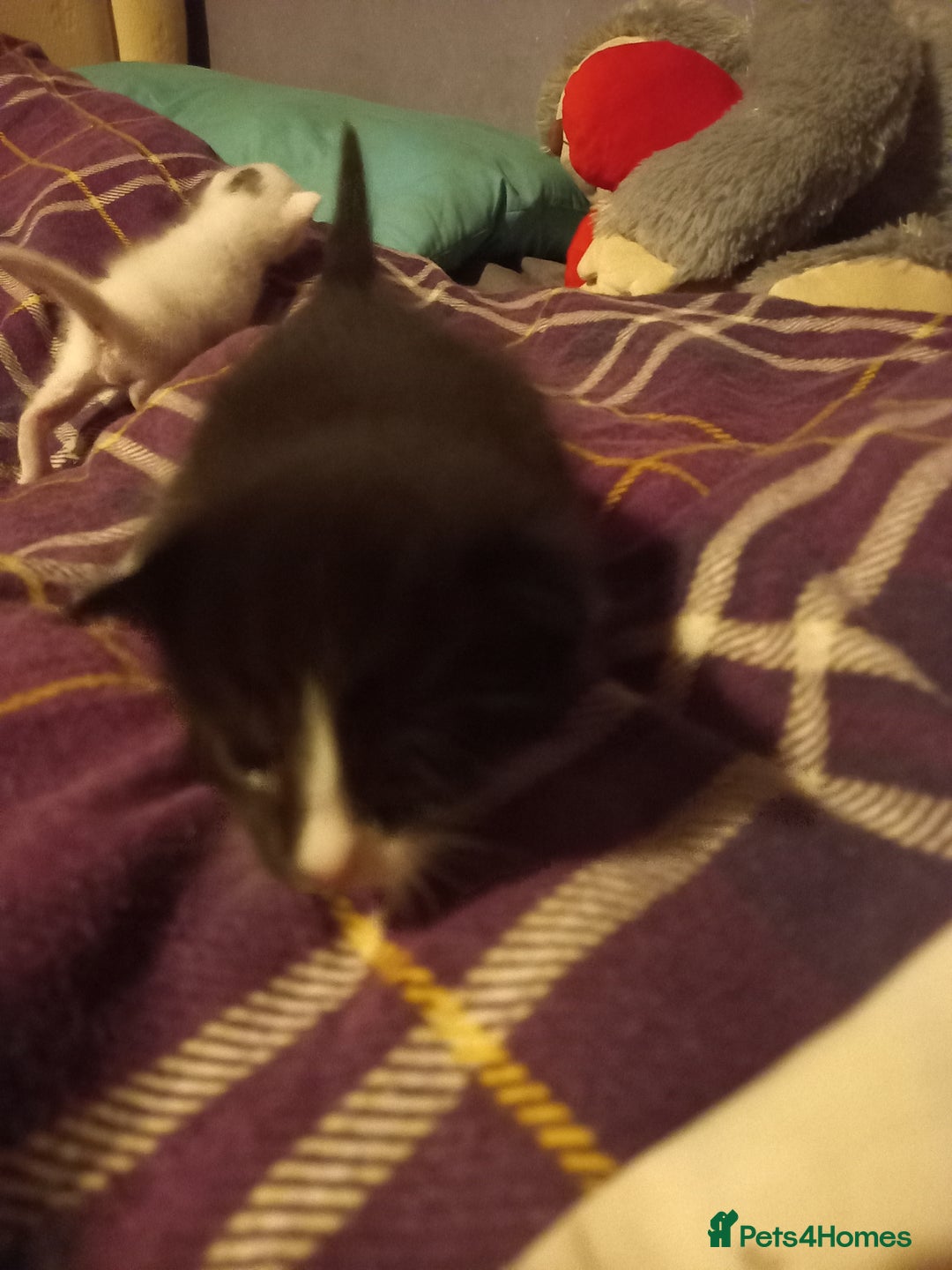 Bengal cats for sale: 7 week old kittens  - Image 3