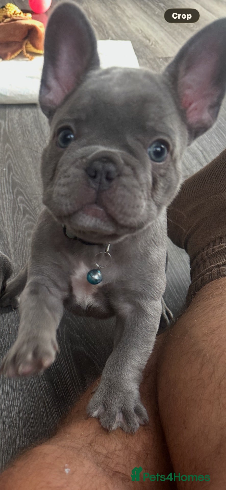 French Bulldog dogs FRENCH BULLDOGS  - Advert 1