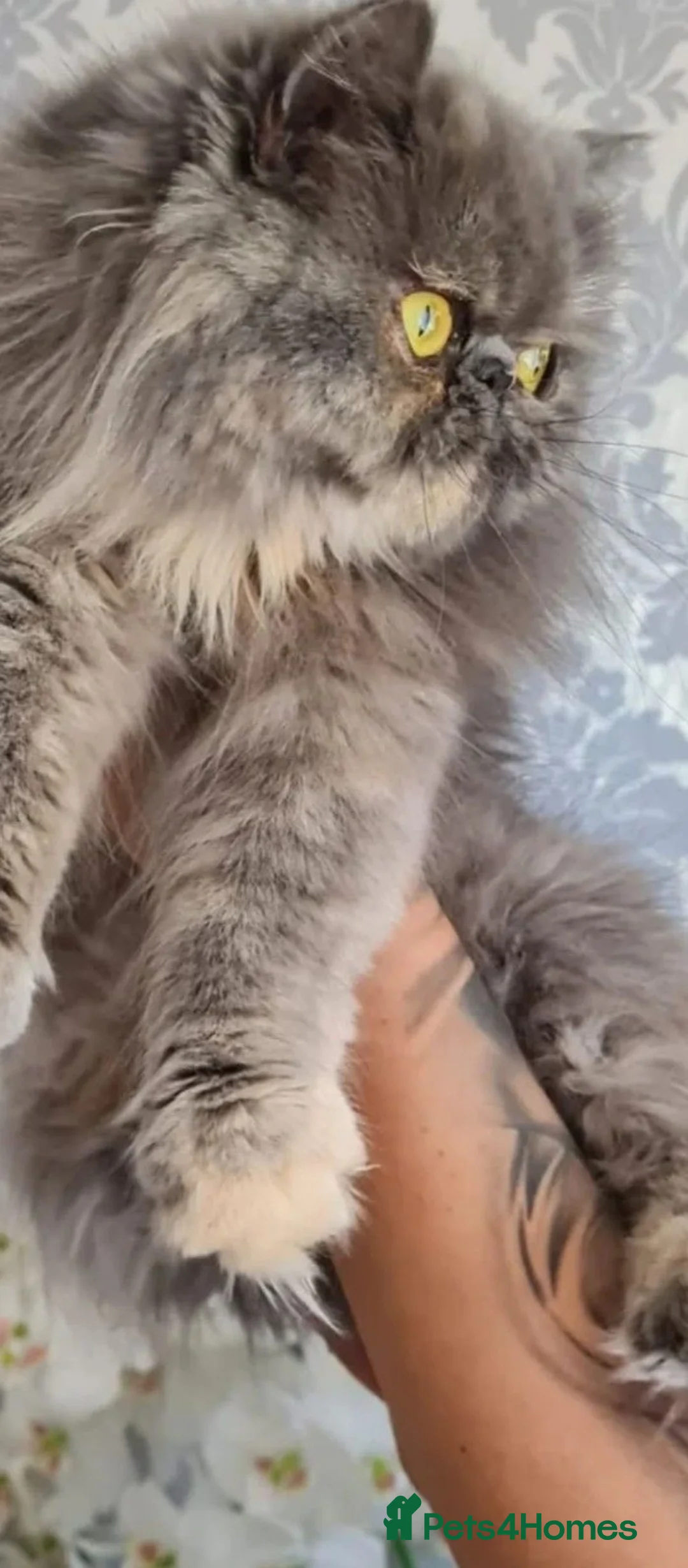 Persian cats for sale: Persian male, 4 months old - Advert 5