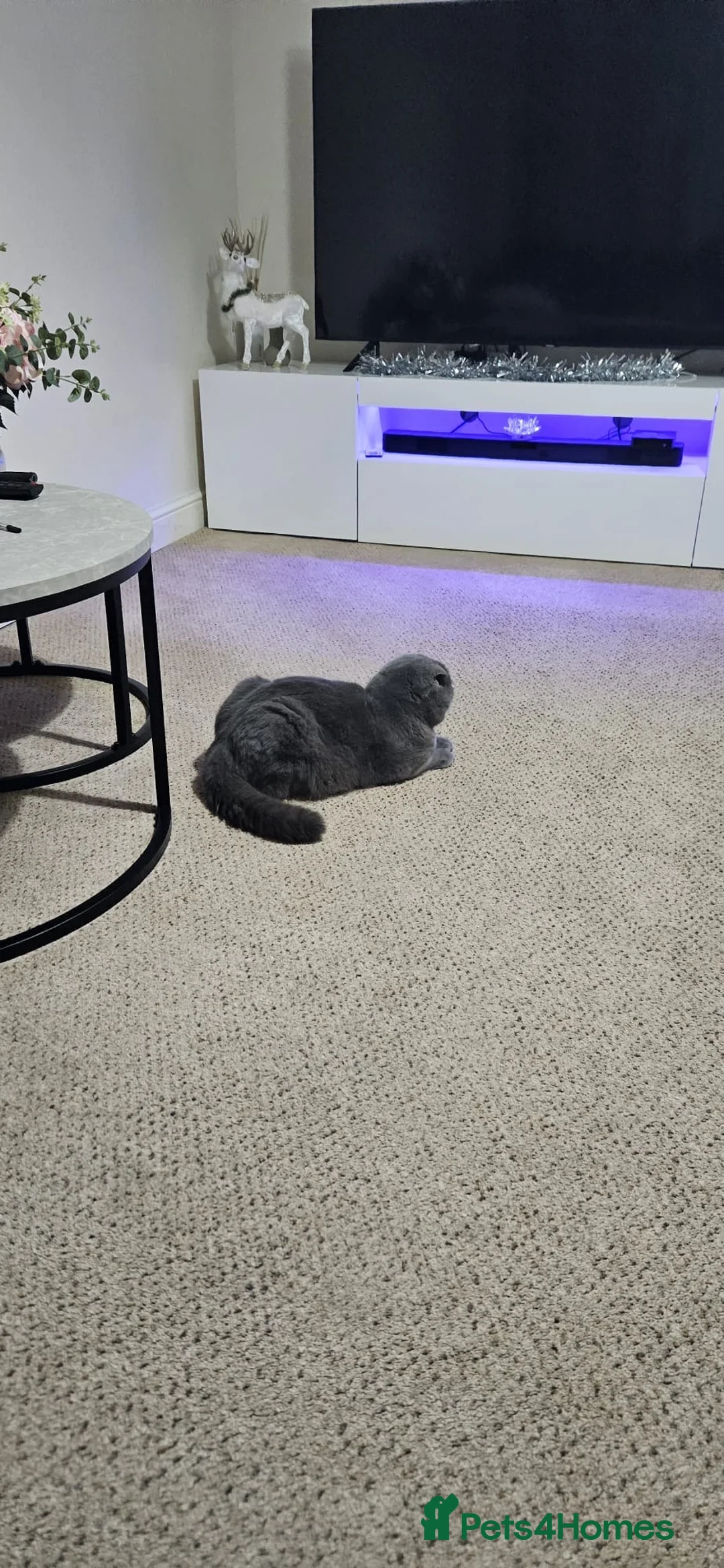 Scottish Fold cats for sale: My name is TOM in Bristol - Advert 3