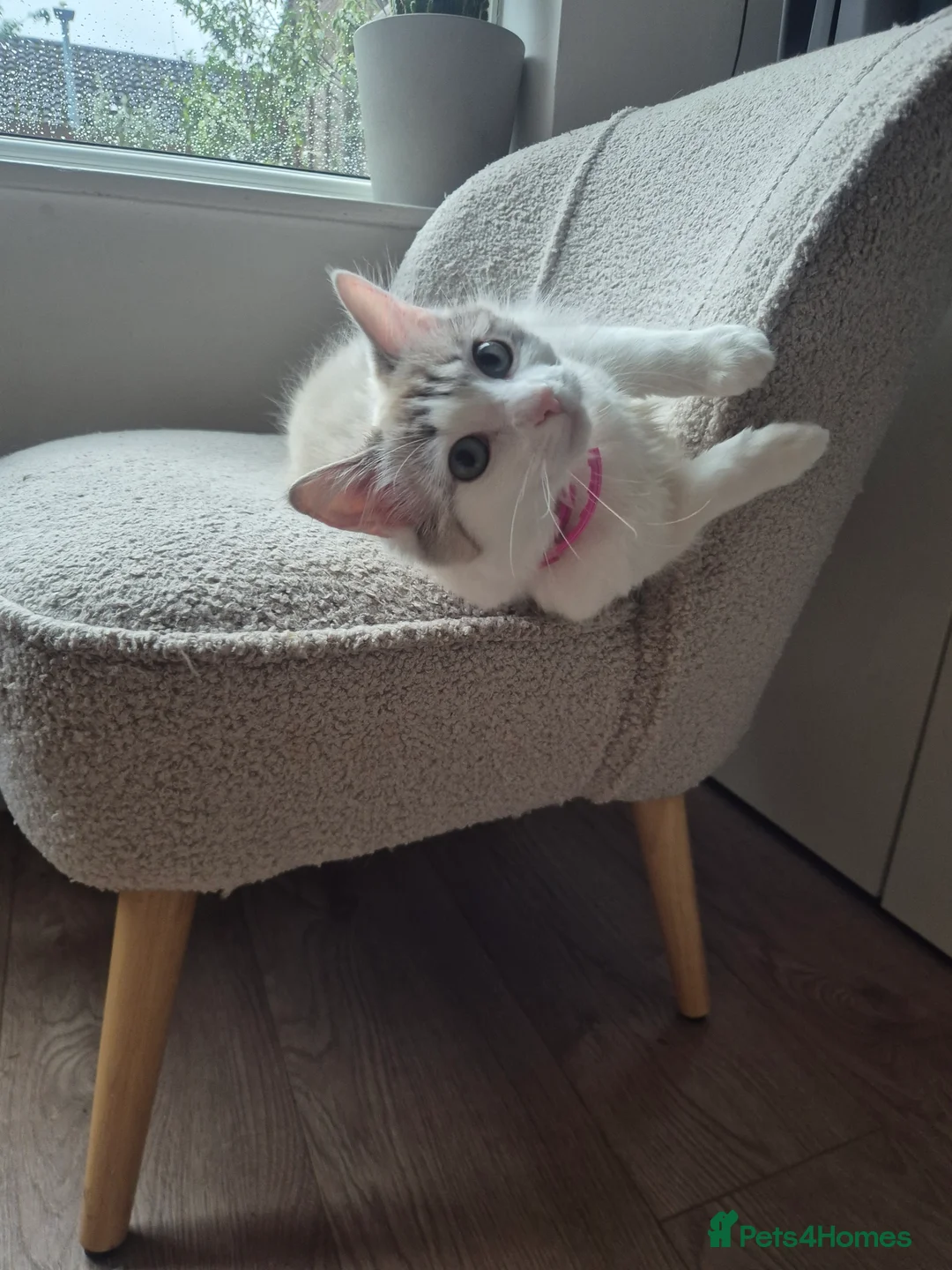 Ragdoll cats for sale: Beautiful female Ragdoll for sale  - Advert 3